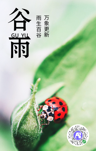 简约清新谷雨手机海报