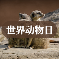 创意+简约+世界动物日+微信封面首图