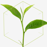文艺清新茶叶公众号封面次图