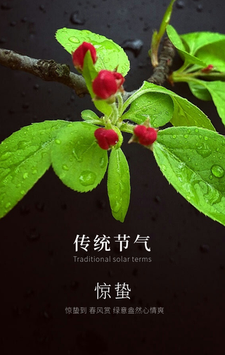 文艺清新传统节气惊蛰节气问候手机海报
