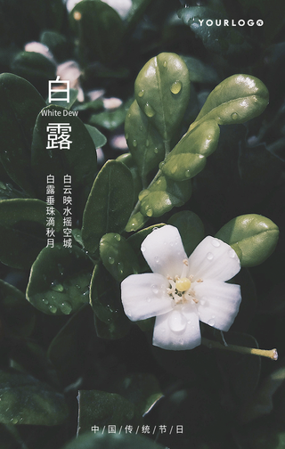 简约文艺清新白露传统节气手机海报