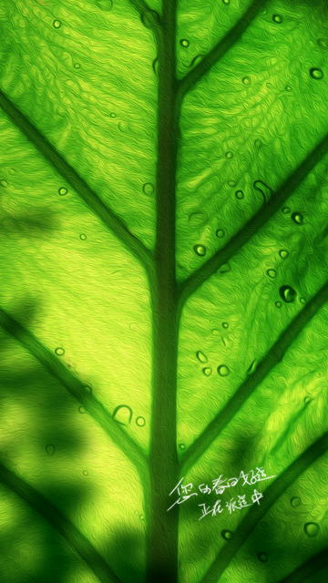 植物阳光下的叶子壁纸